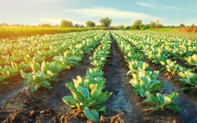 Adapter son menu au fil des saisons